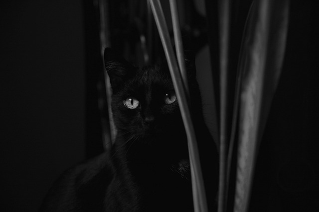 The Black Cat by Edgar Allan Poe B2 story