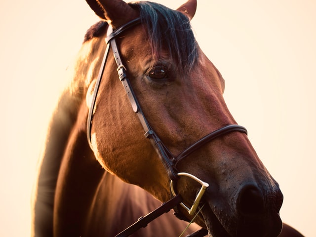 A brown horse