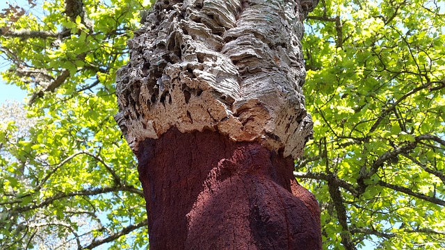 B1 English too and enough - cork oak