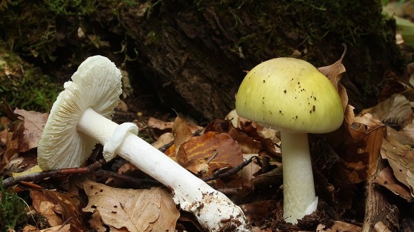 Death cap mushrooms