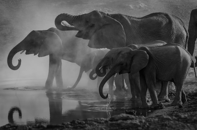 B2 Cambridge Speaking part 4 - elephants