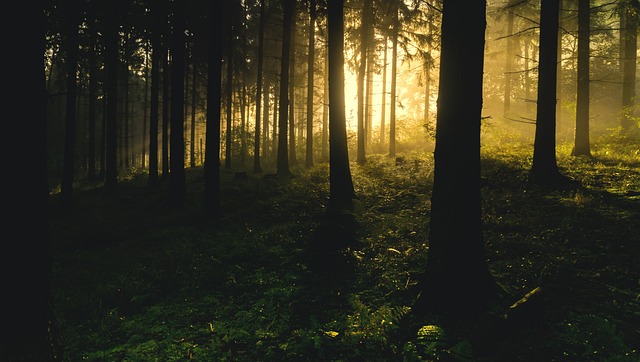 Park at sunrise