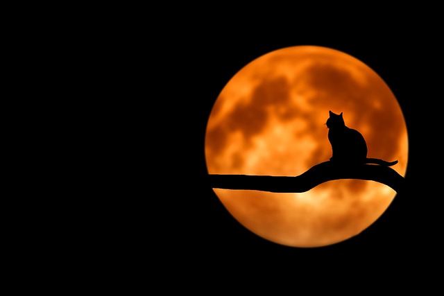 The Black Cat part 2 by Edgar Allan Poe B2 story